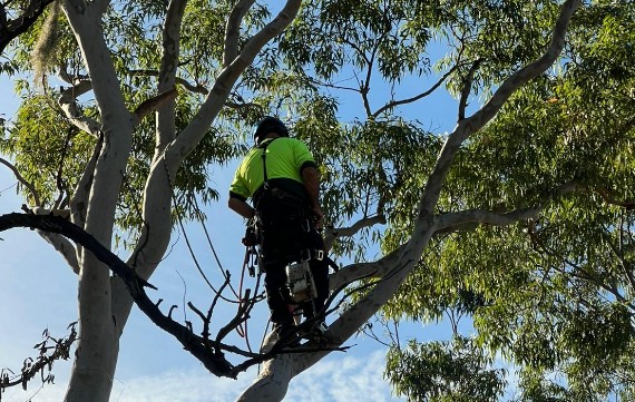 arborist